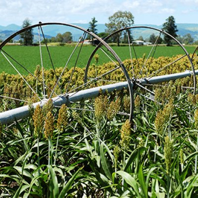 A sorghum crop.